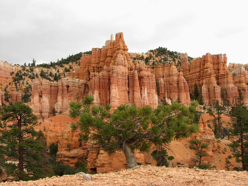Bryce Canyon - Bonsai